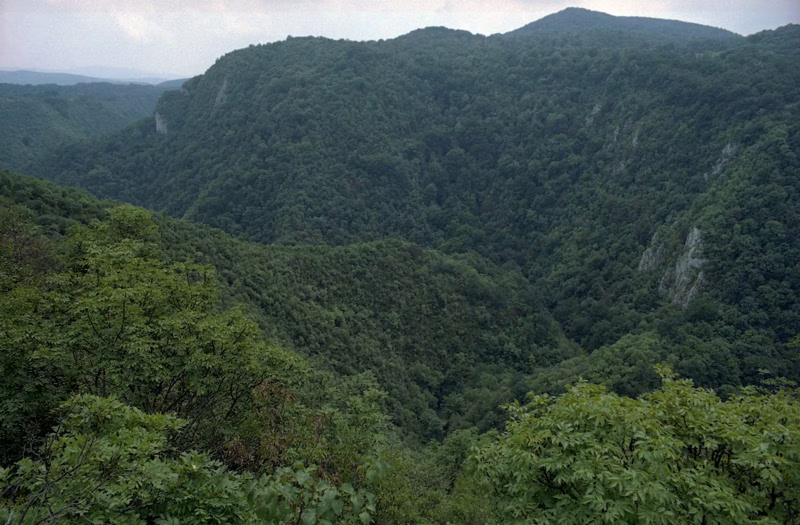 Panorama of the Semenic Mountain forests and the Caraș Valley, a premium setting for corporate events in Banatul Montan